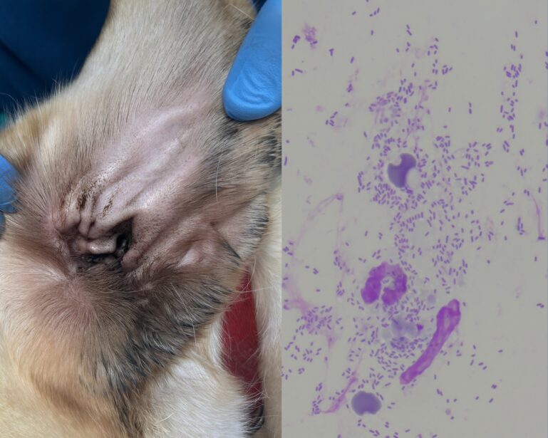 Perro con otitis externa. Seguimiento a las 5 semanas. La citología revela la persistencia de una elevada carga de bacilos y todavía se observan algunos neutrófilos aislados.