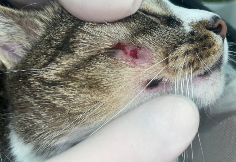 Fístula cutánea en la región maxilar secundaria a enfermedad periodontal avanzada en un paciente felino.