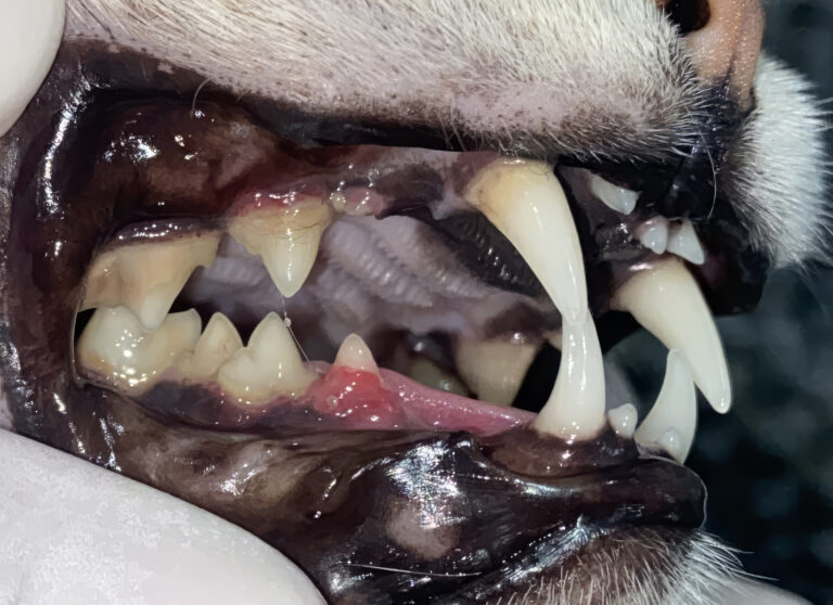 Imagen 1. Paciente felino con dientes supernumerarios y apiñamiento dentario, alteraciones anatómicas que favorecen la retención de biofilm dental y predisponen al desarrollo de enfermedad periodontal. En el segundo premolar mandibular se aprecia tejido de granulación compatible con una lesión de reabsorción dentaria felina (TR).