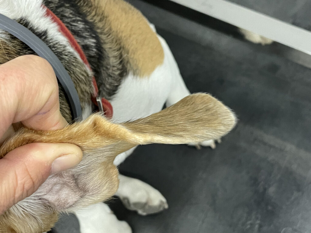 Imagen del margen auricular craneal izquierdo, a los 28 días de la primera visita, en la que se observa la retracción cutánea que ha quedado como secuela, ya sin engrosamiento asociado.