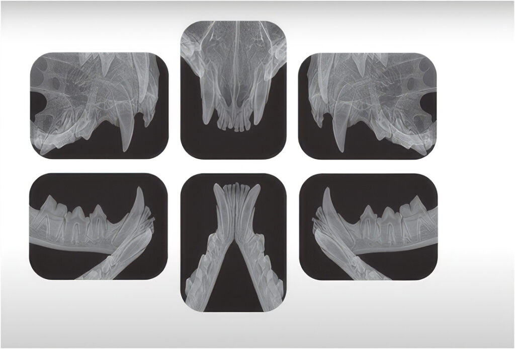 La radiografía es indispensable para planificar la extracción quirúrgica de las piezas afectadas por lesiones resortivas odontoclásticas en gatos.