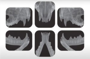 La radiografía es indispensable para planificar la extracción quirúrgica de las piezas afectadas por lesiones resortivas odontoclásticas en gatos.