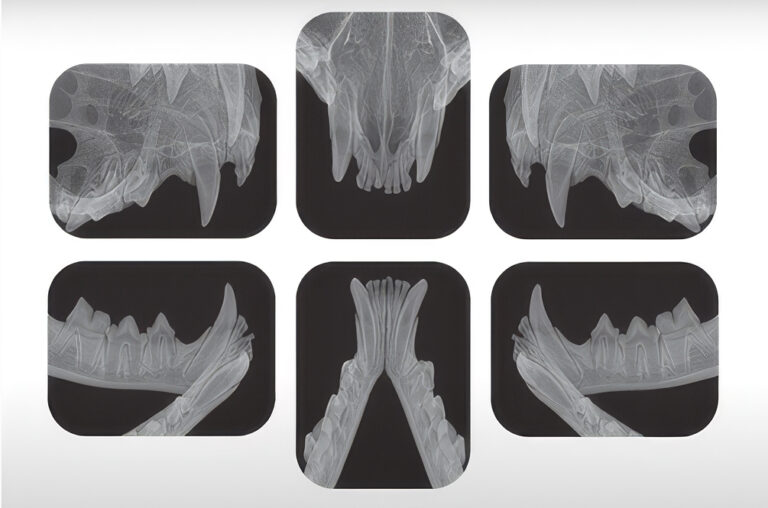 La radiografía es indispensable para planificar la extracción quirúrgica de las piezas afectadas por lesiones resortivas odontoclásticas en gatos.