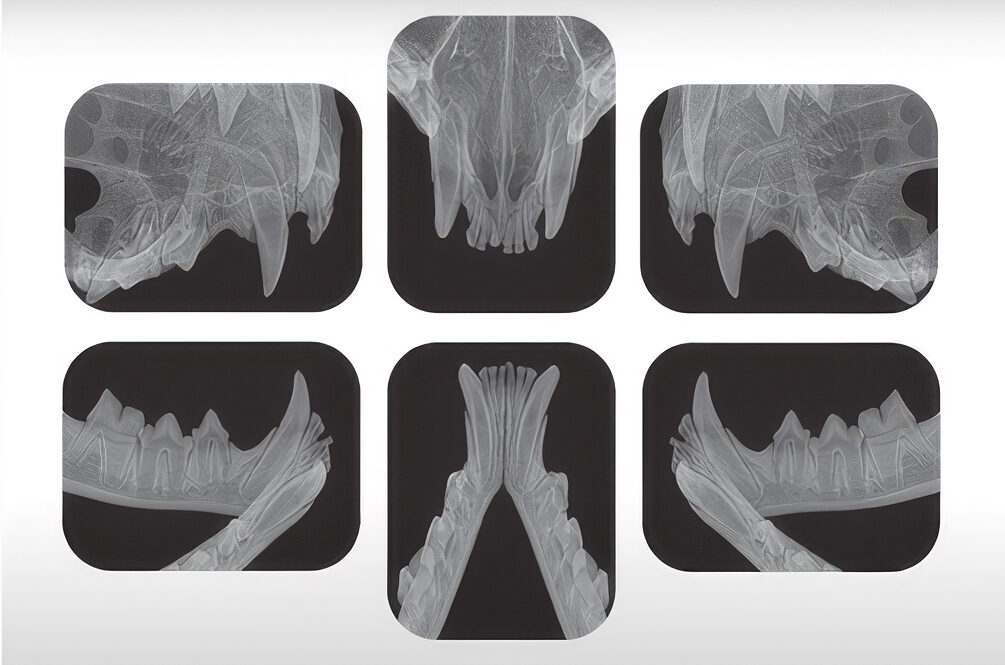 La radiografía es indispensable para planificar la extracción quirúrgica de las piezas afectadas por lesiones resortivas odontoclásticas en gatos.