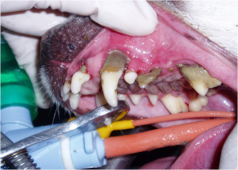 La enfermedad periodontal veterinaria es irreversible en sus fases avanzadas.