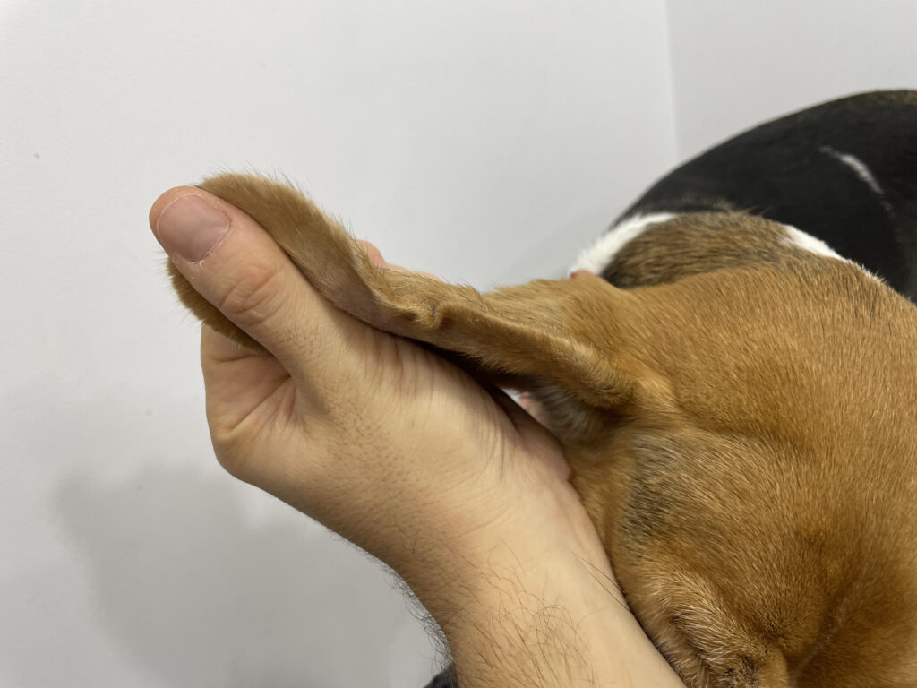 Imagen del margen auricular craneal derecho en la que se observa la retracción cutánea y el engrosamiento leve del pabellón por el edema todavía existente en esta oreja.