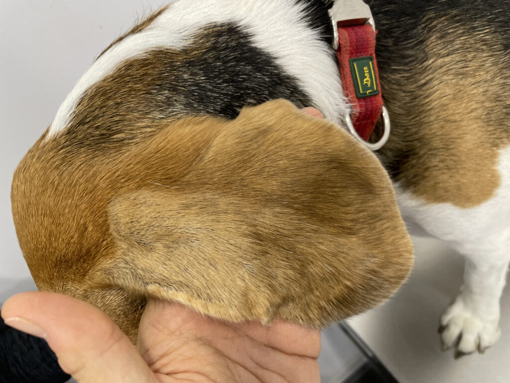 Imagen del pabellón auricular posterior izquierdo en la que se observa la retracción cutánea en el margen auricular craneal.