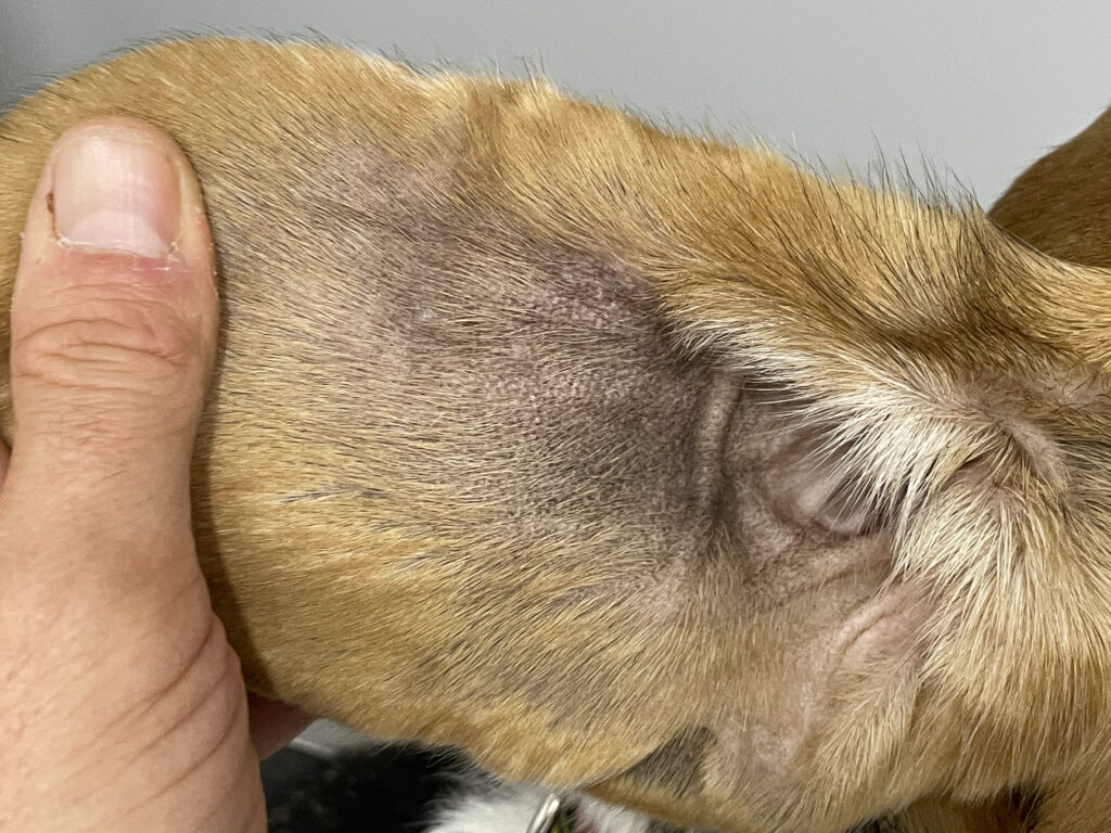 Imagen del pabellón auricular anterior derecho, a los 28 días de la primera visita, en la que se observa que el eritema ha dado paso a una muy leve hiperpigmentación, y tan solo queda como secuela una leve retracción cutánea.
