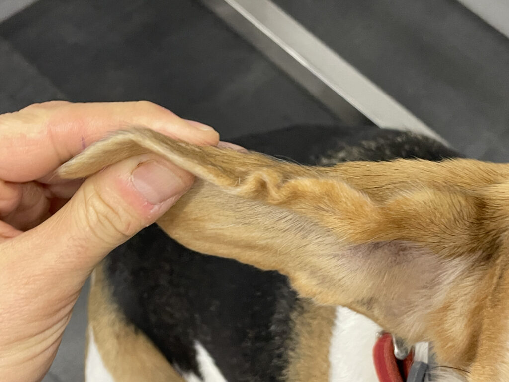 Imagen del margen auricular craneal derecho, a los 28 días de la primera visita, en la que se observa la retracción cutánea que ha quedado como secuela, ya sin engrosamiento asociado.
