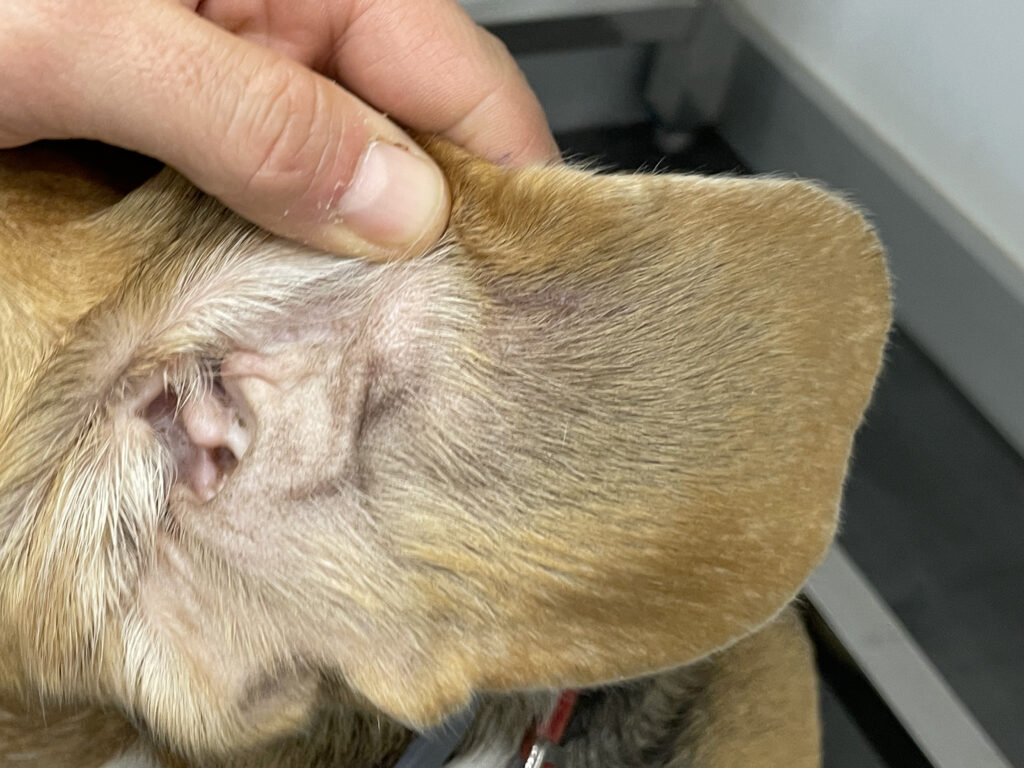 Imagen del pabellón auricular anterior izquierdo, a los 28 días de la primera visita, en la que se observa que ha desaparecido el eritema y tan solo queda como secuela una leve retracción cutánea.