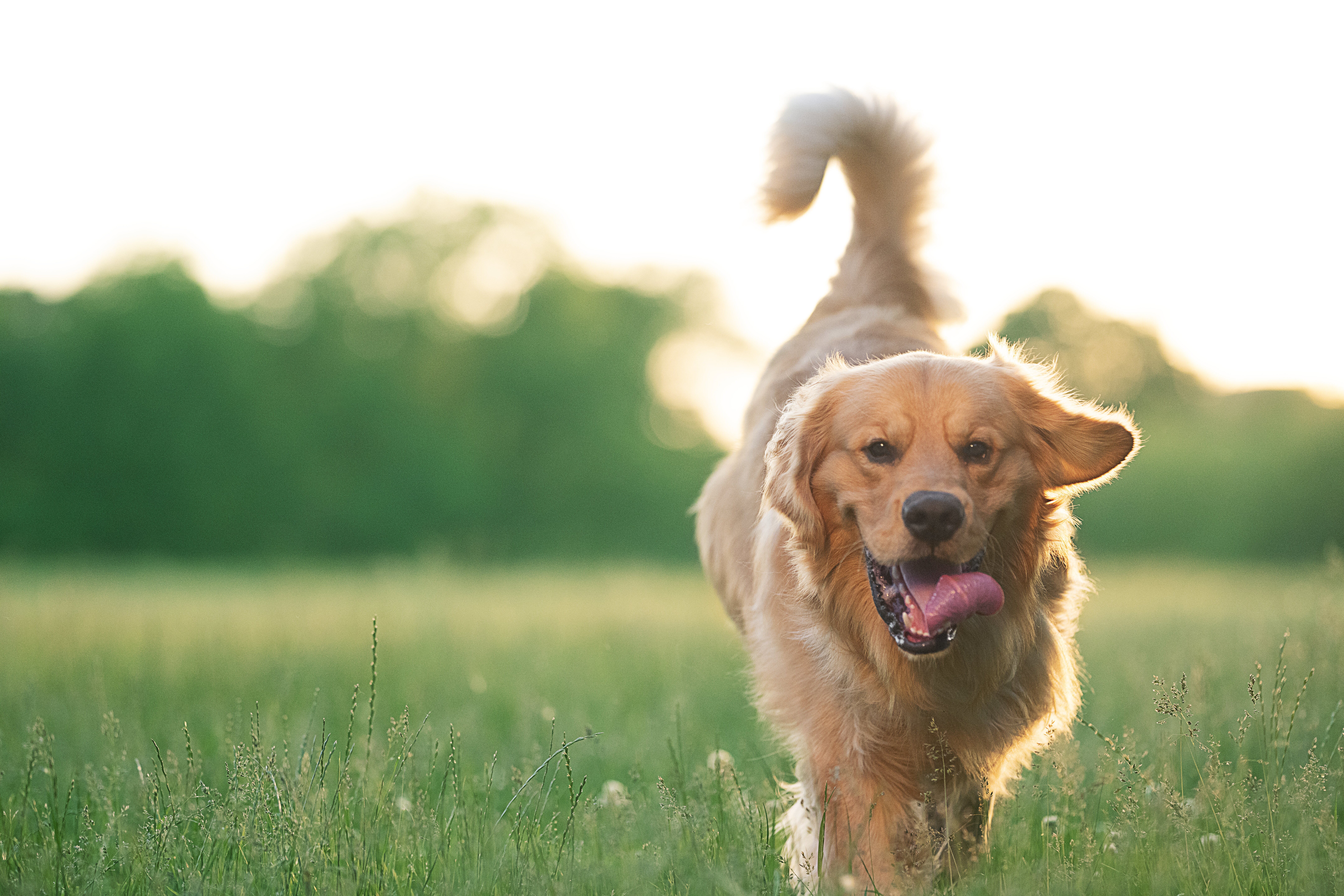 Perro golden retriever corriendo en un campo verde
