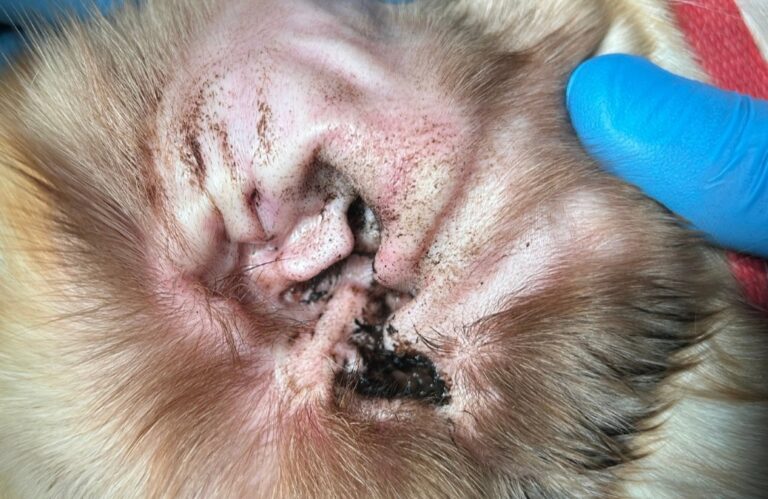 Oído de un perro con otitis externa y secreción mucoide visible