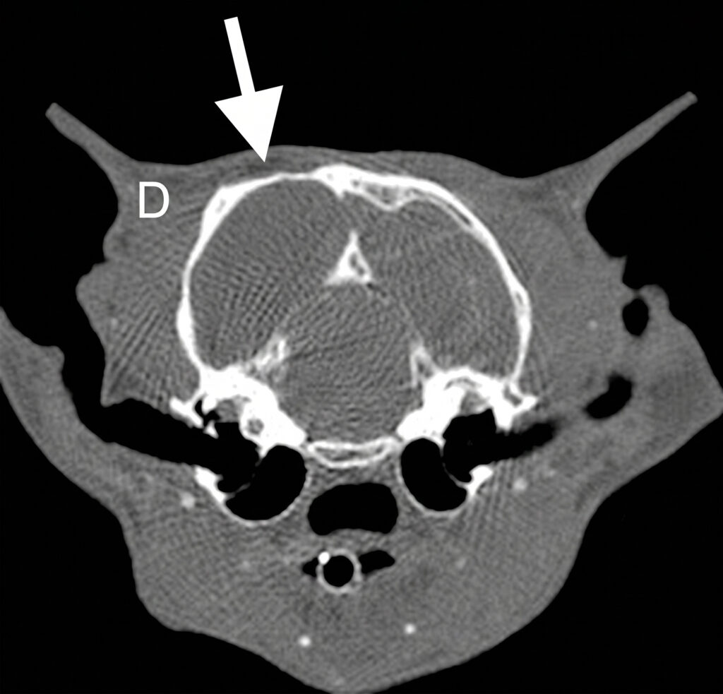 Tomografía computarizada. Corte transversal a nivel del mesencéfalo de un gato (algoritmo de hueso). Se observa un marcado adelgazamiento de la cortical ósea en la región dorsal del hueso occipital derecho.