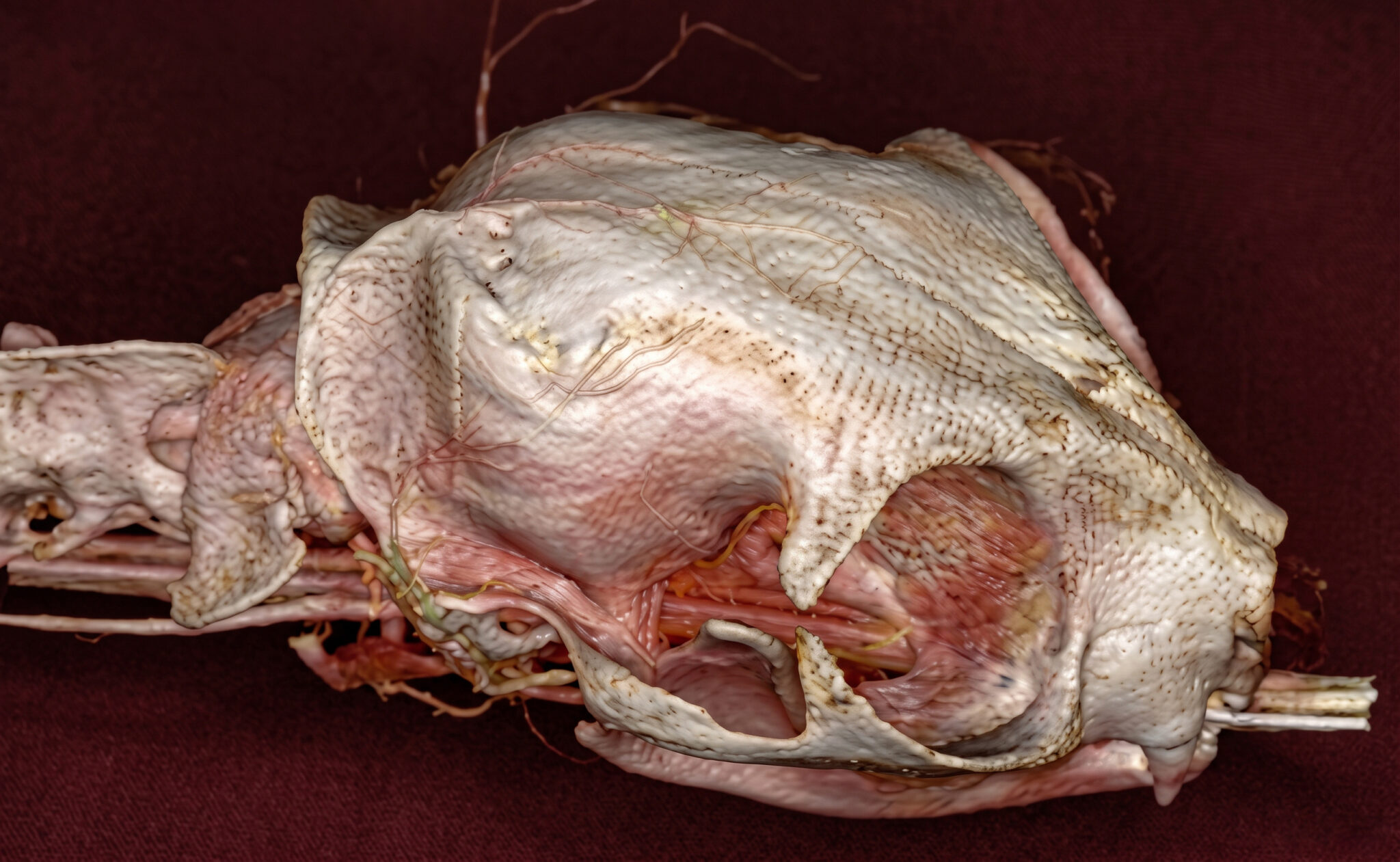 Tomografía computarizada. Reconstrucción 3D en vista lateral derecha del cráneo de un gato. Se observa una irregularidad (depresión) focal que altera la curvatura normal a nivel del hueso occipital derecho