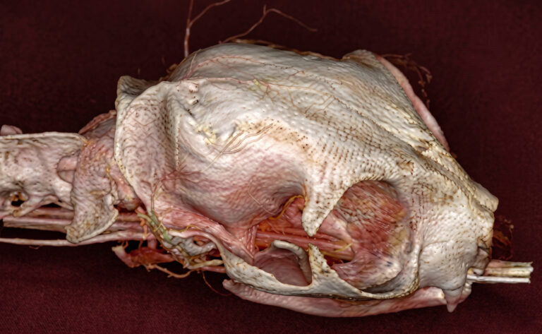 Tomografía computarizada. Reconstrucción 3D en vista lateral derecha del cráneo de un gato. Se observa una irregularidad (depresión) focal que altera la curvatura normal a nivel del hueso occipital derecho