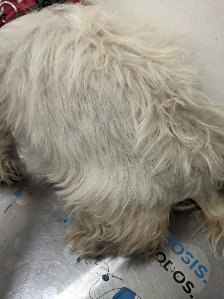 Perro de pelaje blanco y rizado en una mesa de veterinario
