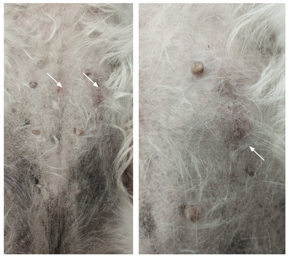 Región abdominal ventral de un perro. Se observa una hiperpigmentación moderada y una liquenificación leve de la piel de la región inguinal y hay presencia de excoriaciones (flechas).