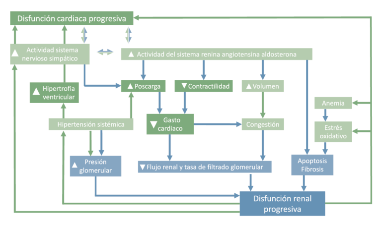 Imagen 1. Mecanismos responsables del eje cardiorrenal. Las flechas azules indican los mecanismos por los que la enfermedad cardiaca puede llevar a la enfermedad renal, mientras que las flechas verdes indican los mecanismos por los que la enfermedad renal puede llevar a la enfermedad cardiaca. Figura adaptada del artículo de Pouchelon y colaboradores de 2015.
