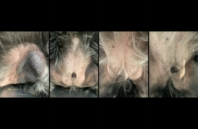 Cuatro fotografías muestran la región inguinal de un perro en distintos momentos de seguimiento.