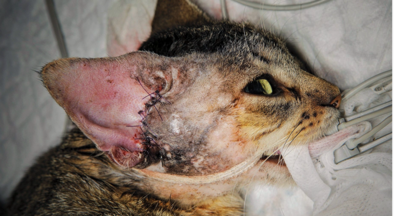 Aspecto posoperatorio inmediato tras una osteotomía ventral de la bulla en gato. 