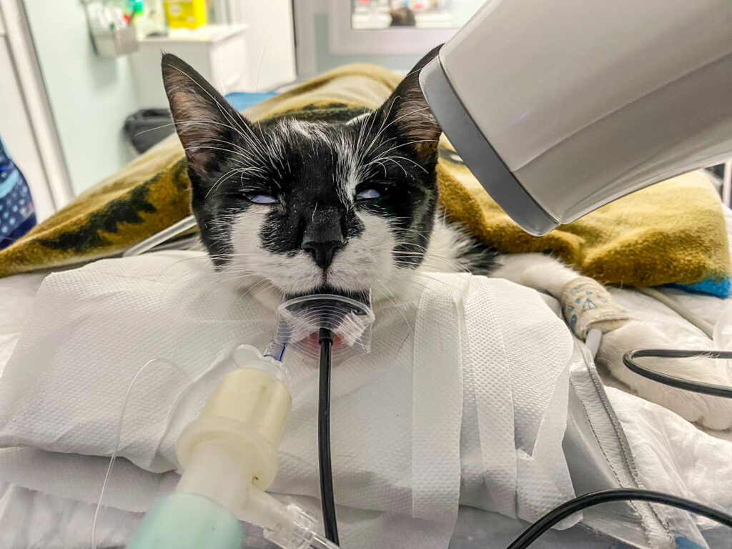 Toma de radiografías intraorales en un gato