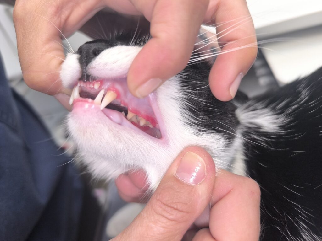 Primer plano de un gato de 7 meses con gingivoestomatitis