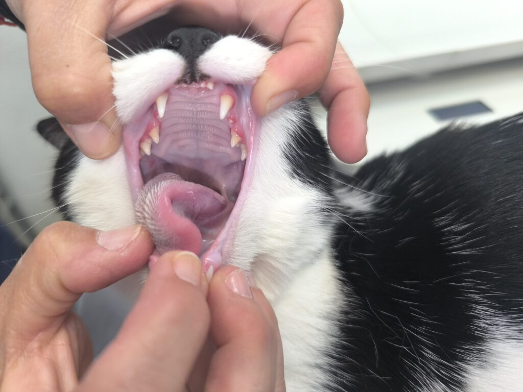 Primer plano de un gato de 7 meses con gingivoestomatitis