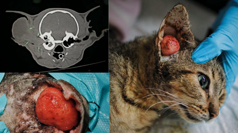 TC de una bulla timpánica felina con ocupación por tejido de partes blandas compatible con pólipo nasofaríngeo.