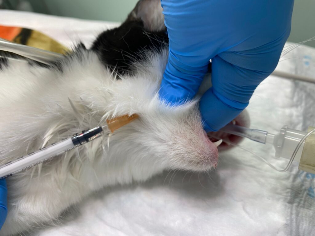 Bloqueo locorregional mandibular en un gato