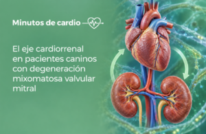 Ilustración del eje cardiorenal