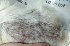 Zona afectada de un perro con dermatitis alérgica por pulgas