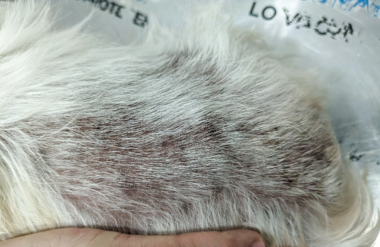 Zona afectada de un perro con dermatitis alérgica por pulgas