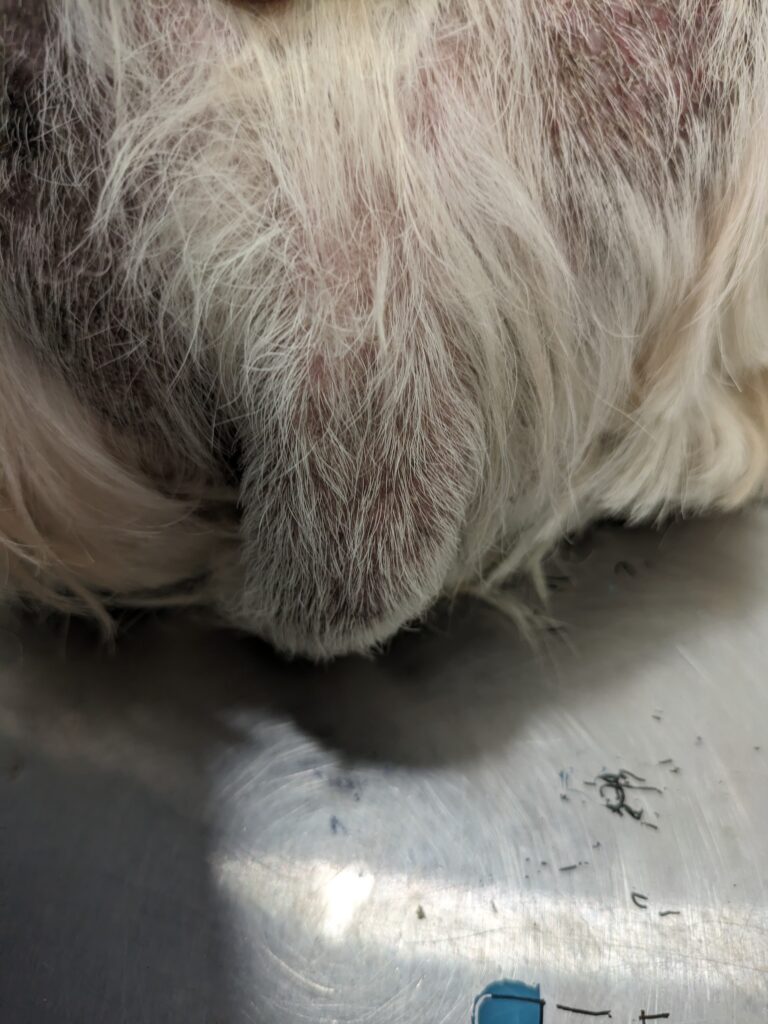 Alopecia parcial difusa simétrica de los flancos hasta el tercio lumbar y la base de la cola de un perro.
