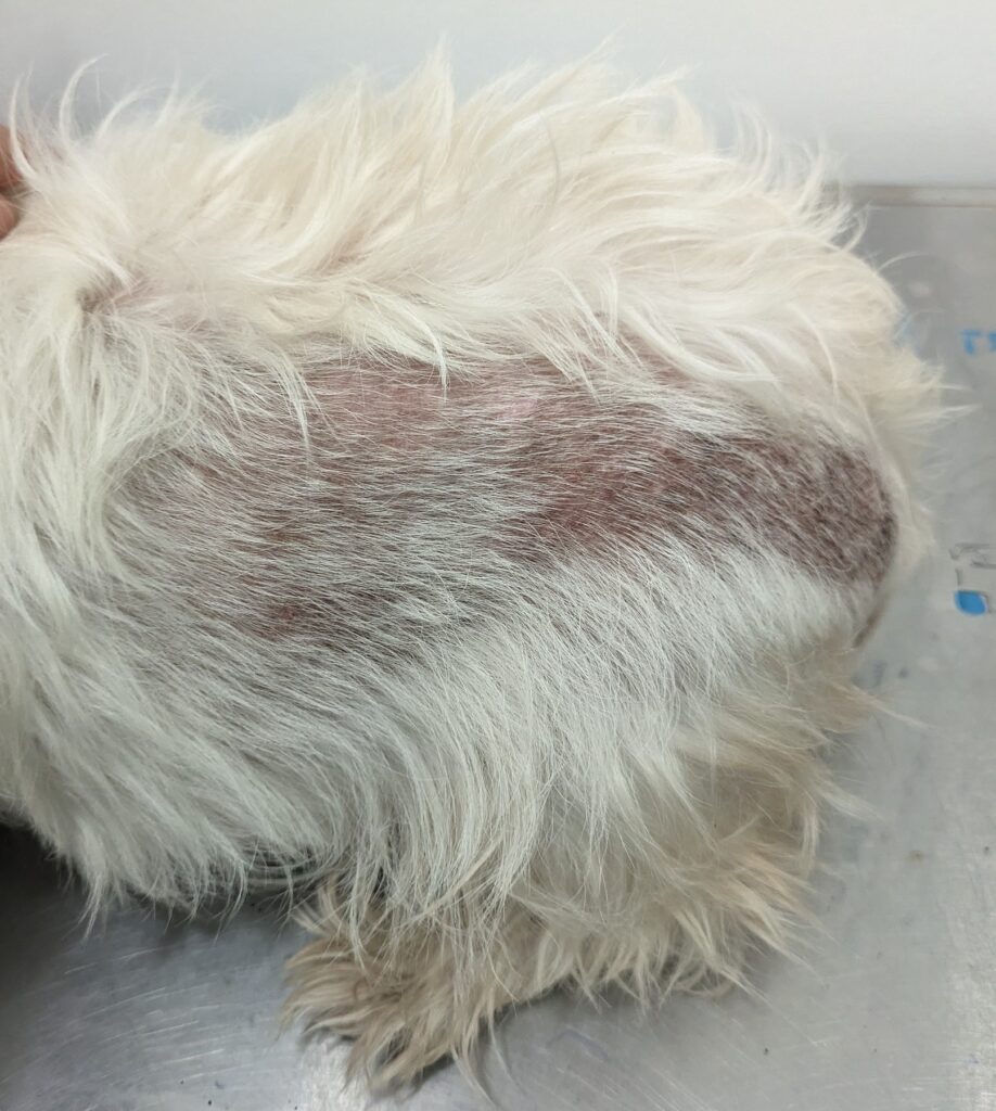 Alopecia parcial difusa simétrica de los flancos hasta el tercio lumbar y la base de la cola de un perro.