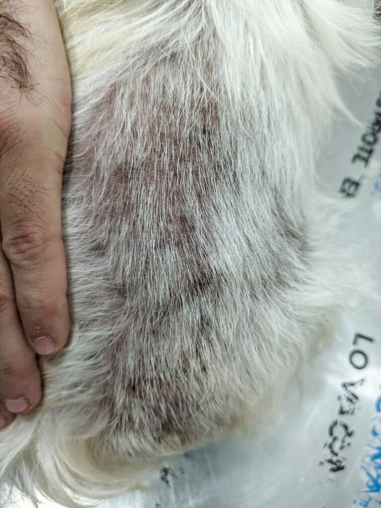 Alopecia parcial difusa simétrica de los flancos hasta el tercio lumbar y la base de la cola de un perro.