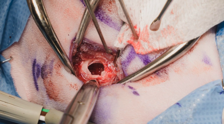 Abordaje quirúrgico ventral de la bulla timpánica felina. Exposición de la cavidad y rotura del septum bullae con cureta.