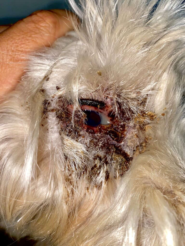 Imagen 2. Lesión ulcerativa-costrosa en el canto medial del ojo derecho.