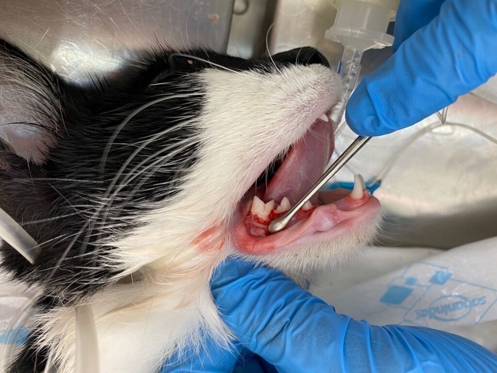 Apertura de flap para proceder a una exodoncia abierta en un gato
