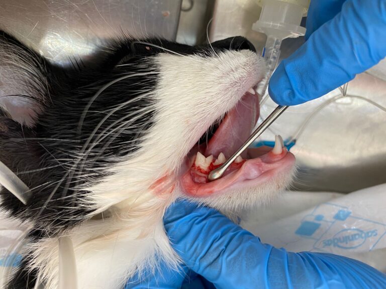 Apertura de flap para proceder a una exodoncia abierta en un gato