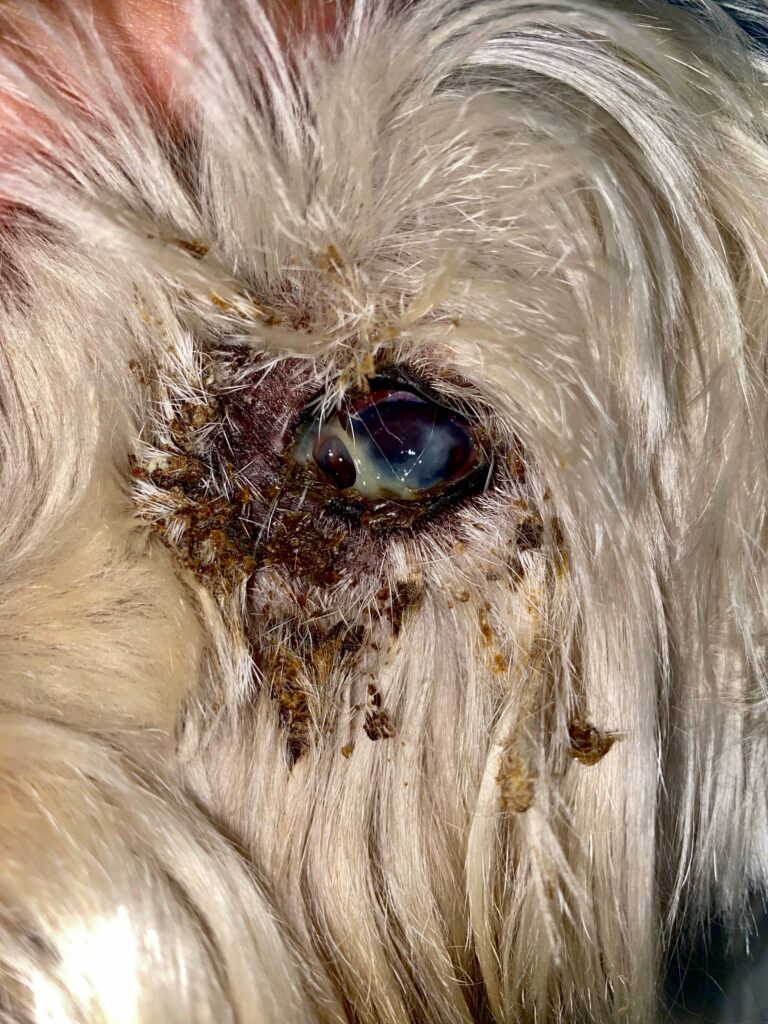 Imagen 1. Lesión ulcerativa-costrosa en el canto medial del ojo izquierdo.