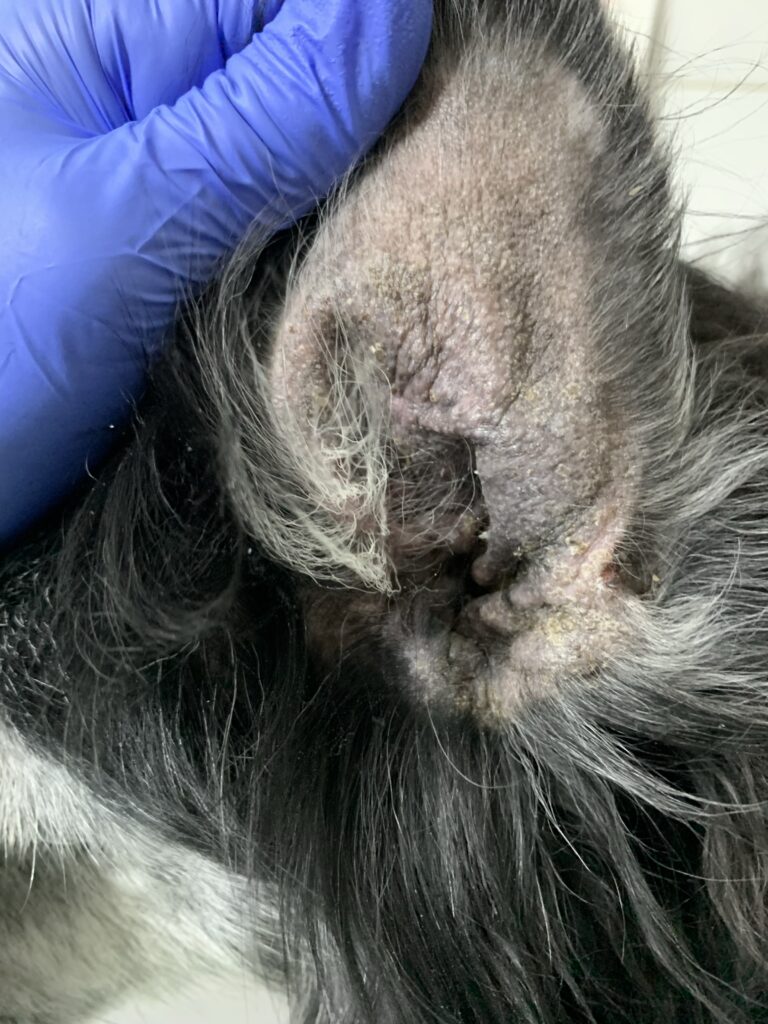 Hiperpigmentación, liquenificación y exudado ceruminoso en la cara medial del pabellón auricular en un perro.