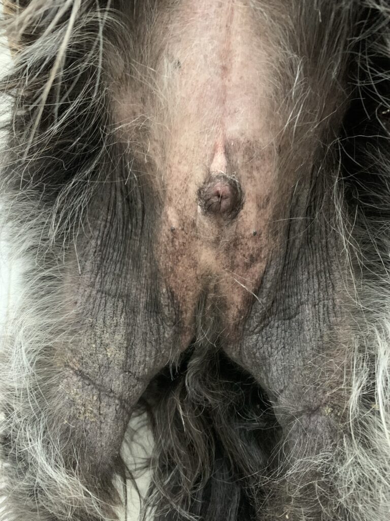 Hiperpigmentación y liquenificación del área inguinal y cara interna de las extremidades en un perro.
