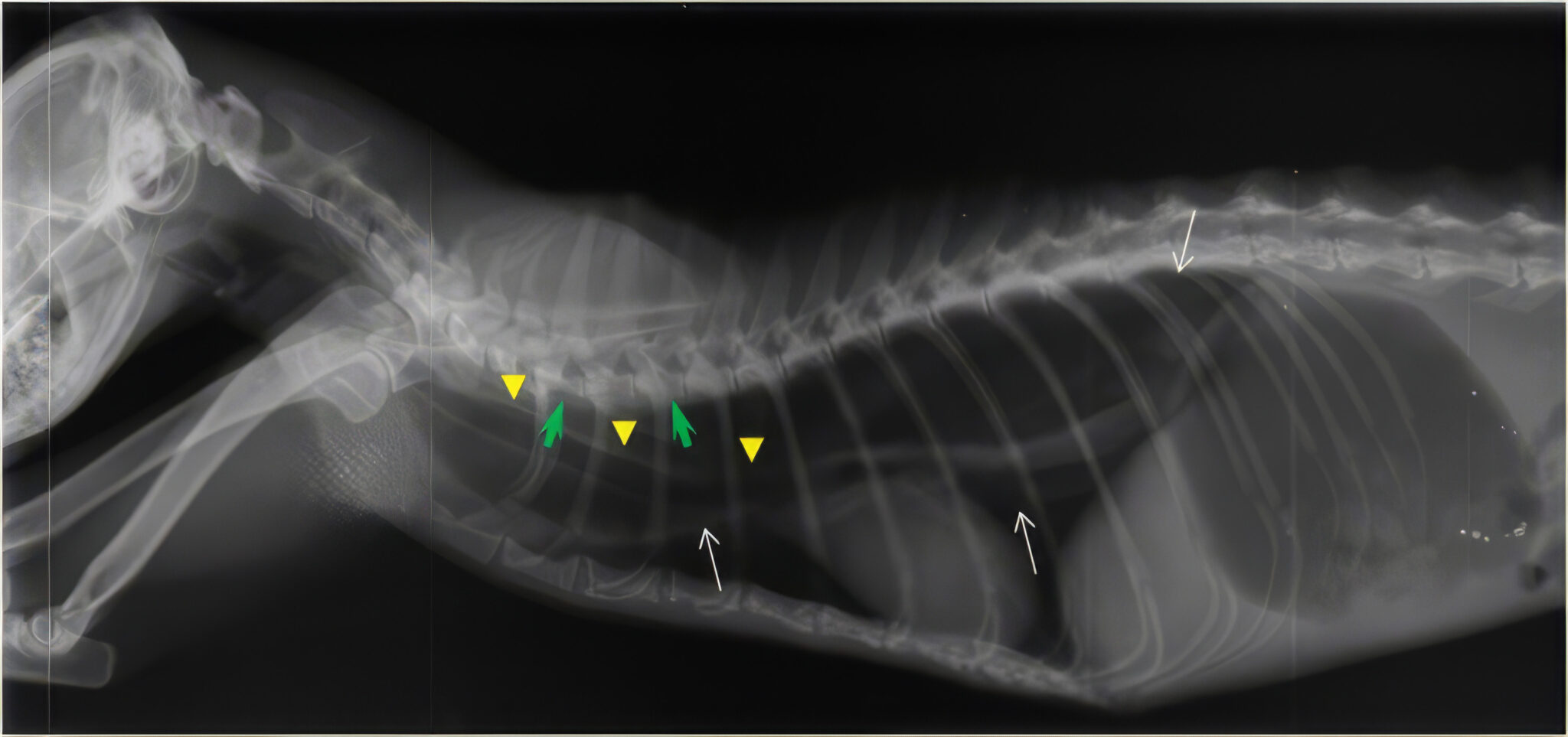 Radiografía lateral derecha de la cavidad torácica en la que se observan las paredes dorsal y ventral del esófago lleno de aire (flechas blancas).