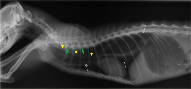 Radiografía lateral derecha de la cavidad torácica en la que se observan las paredes dorsal y ventral del esófago lleno de aire (flechas blancas).