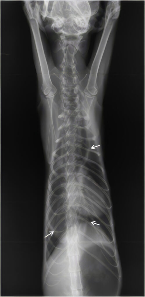 Radiografía ventrodorsal de la cavidad torácica en la que se distinguen con claridad las paredes del esófago, que van confluyendo a medida que llegan al cardias.