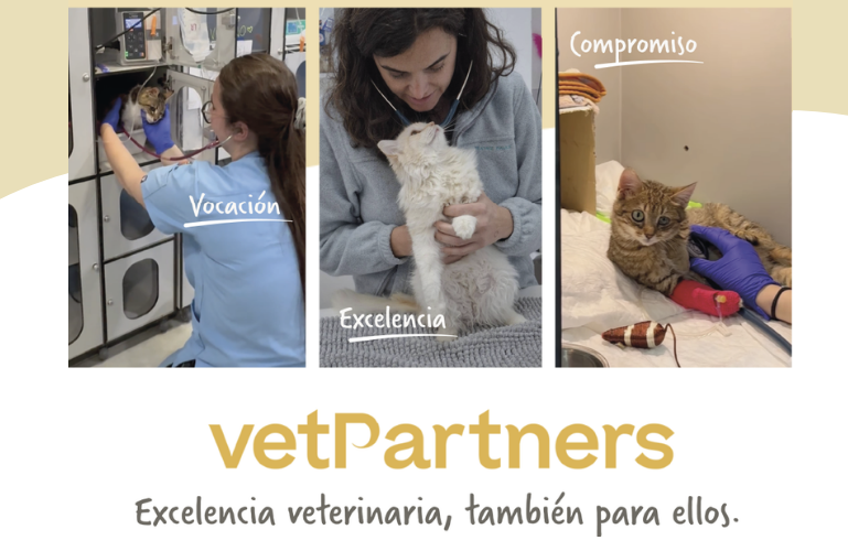 Veterinarios atendiendo gatos en un entorno clínico